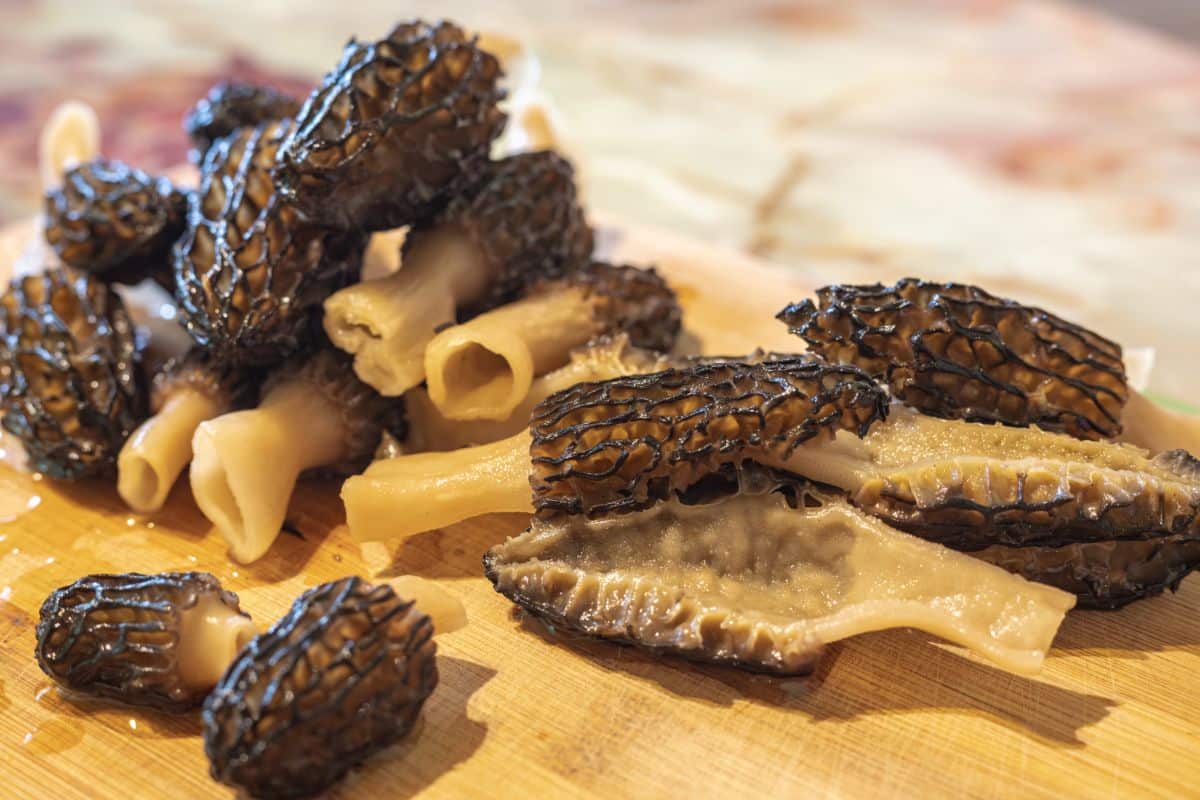 How To Store Morel Mushrooms In The Fridge