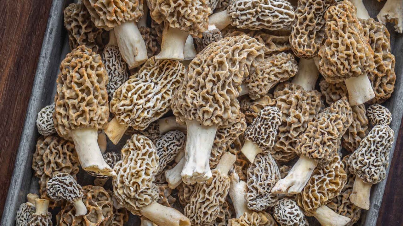 How To Store Morels For A Few Days