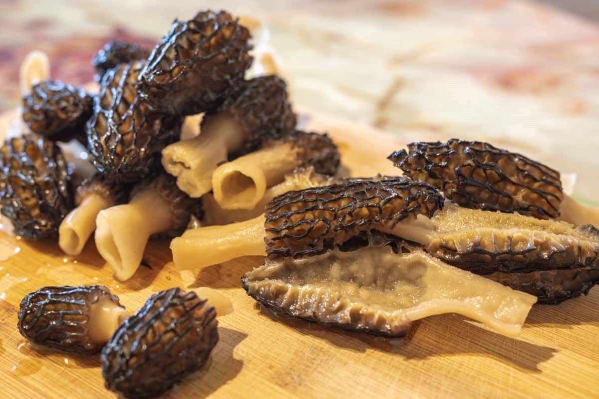 How To Store Morels Overnight