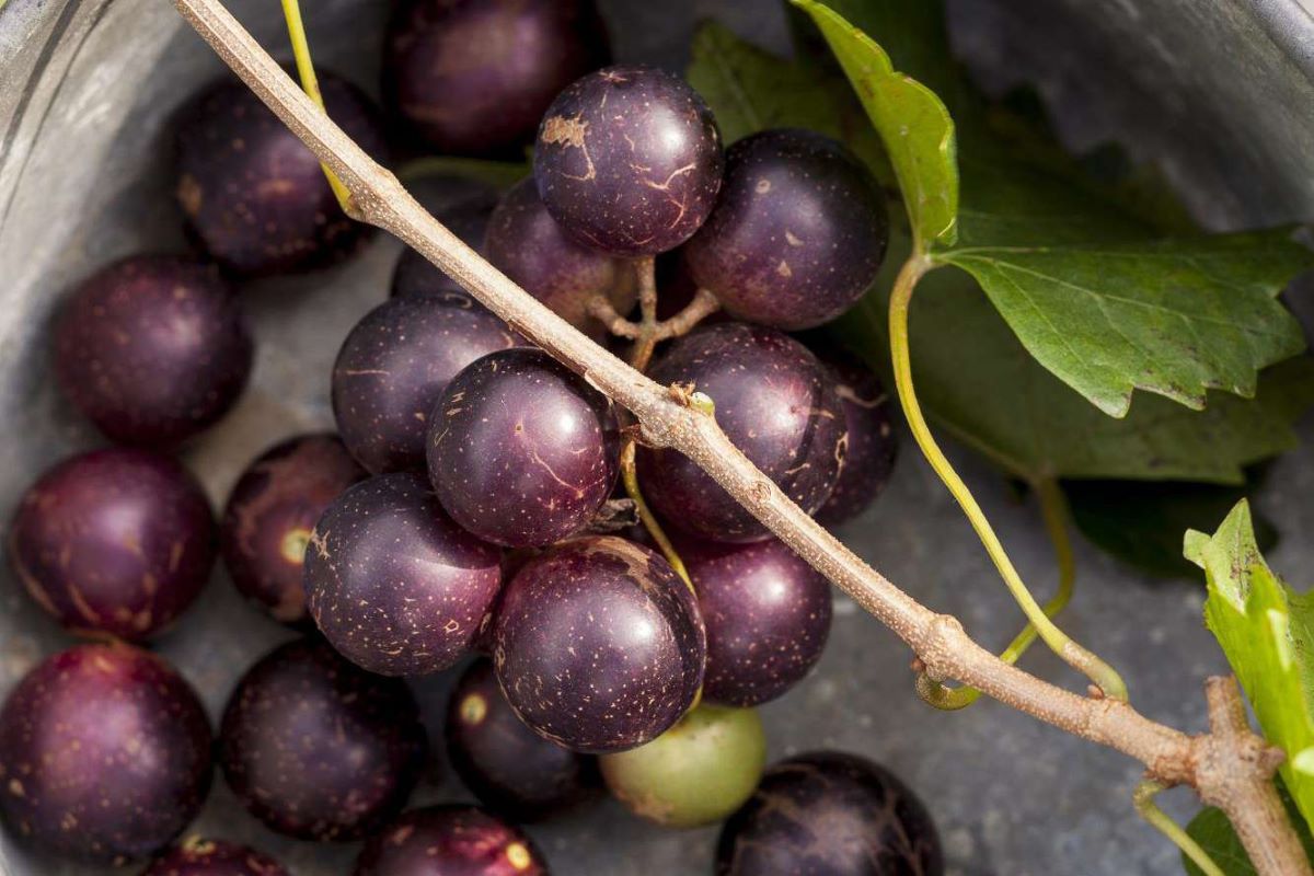 How To Store Muscadine Grapes
