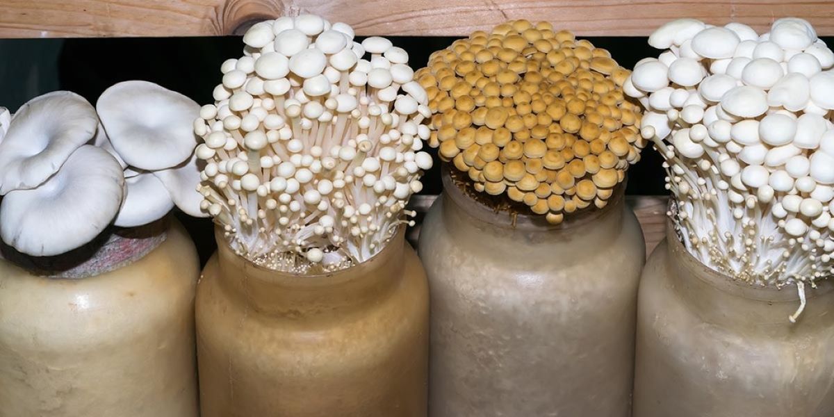 How To Store Mushroom Spawn