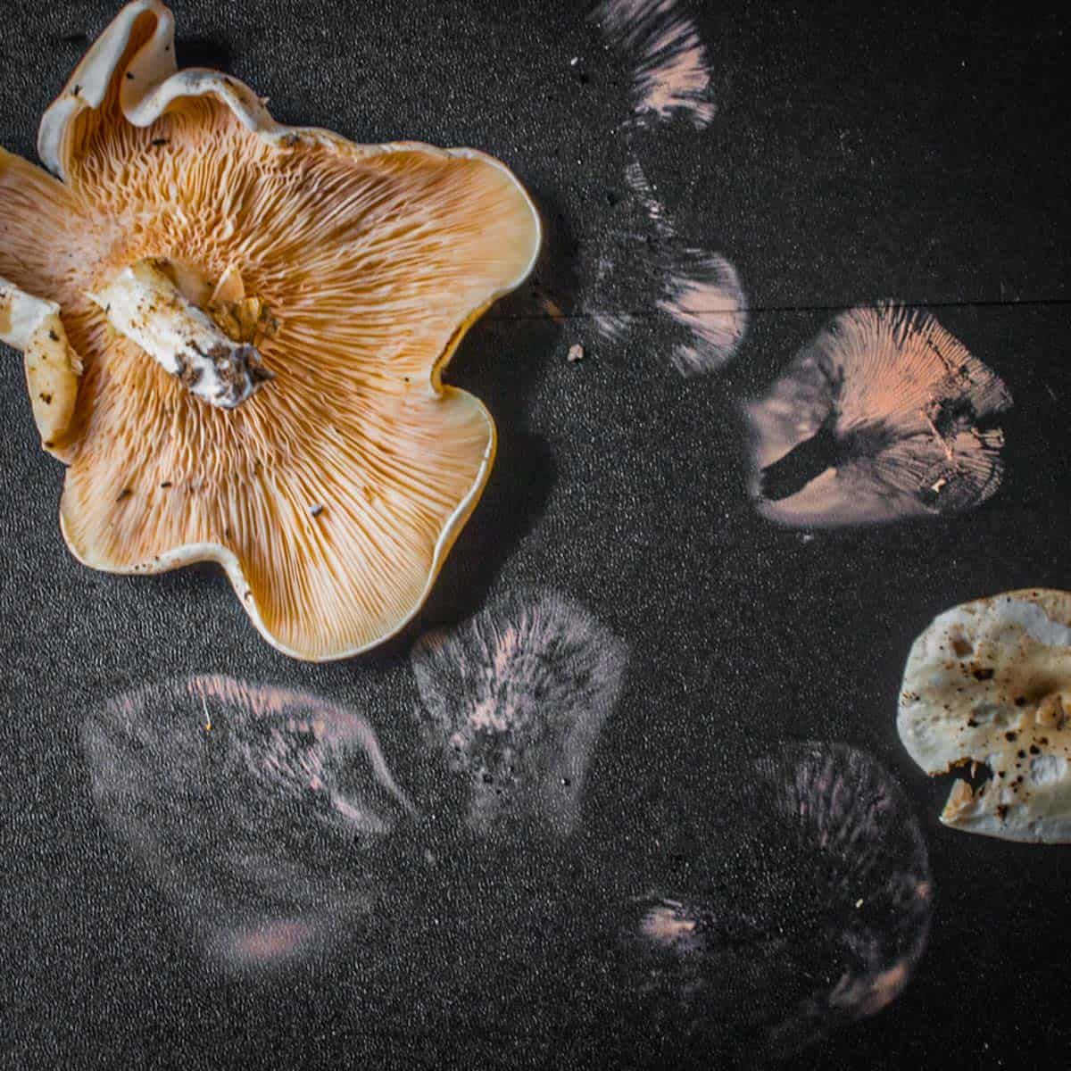 How To Store Mushroom Spore Prints