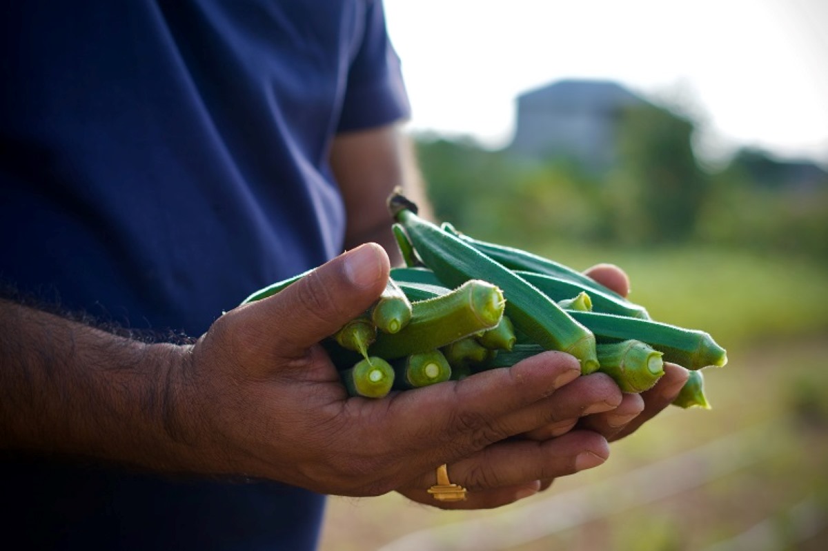 How To Store Okra After Picking