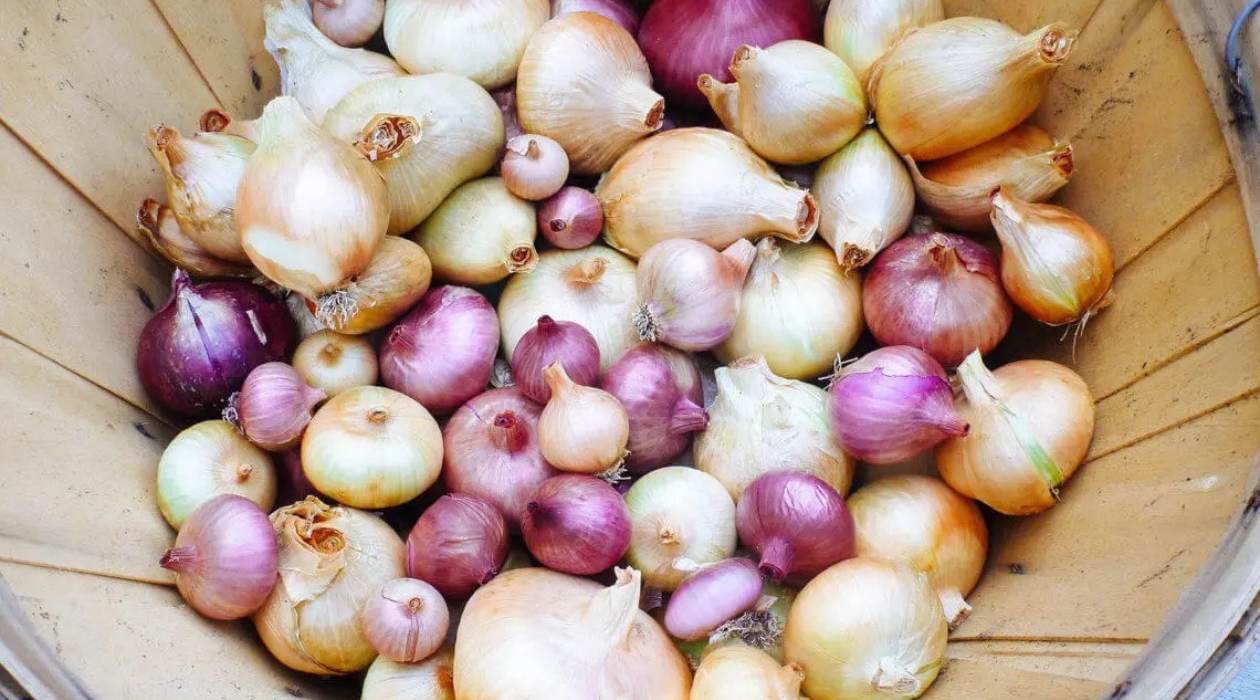 How To Store Onion Sets