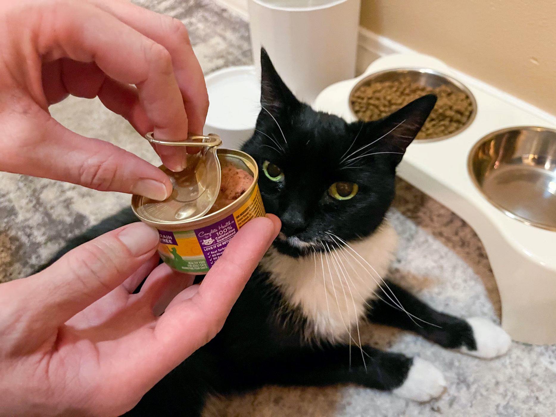 How To Store Open Wet Cat Food