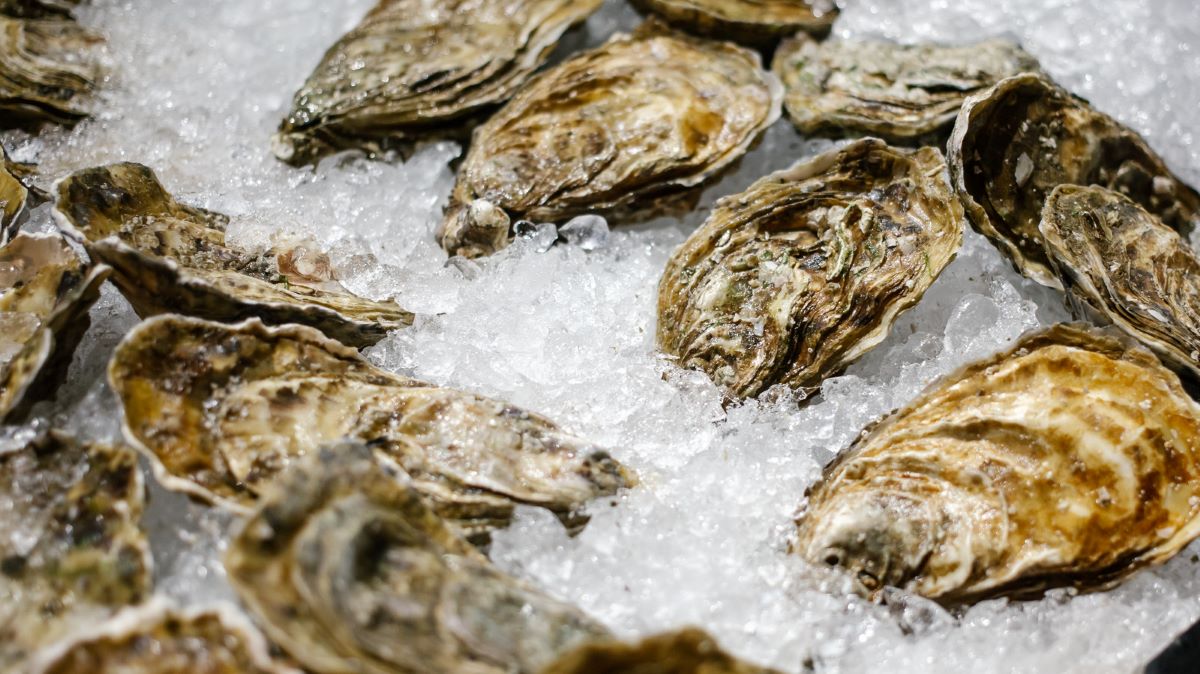 How To Store Oysters