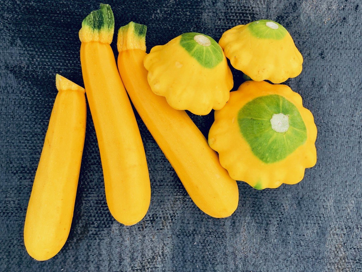How To Store Patty Pan Squash