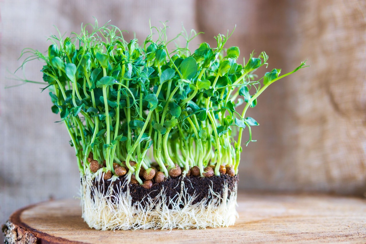 How To Store Pea Shoots