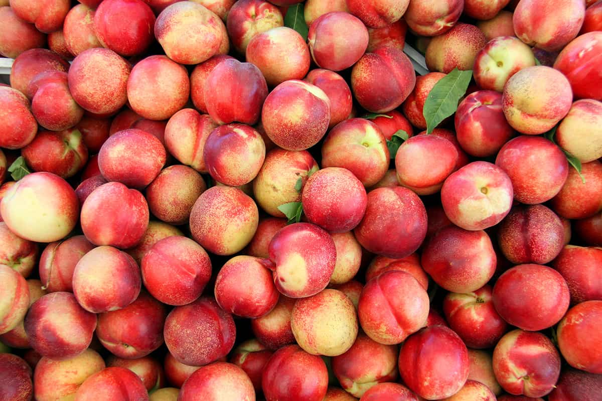 How To Store Peaches And Nectarines