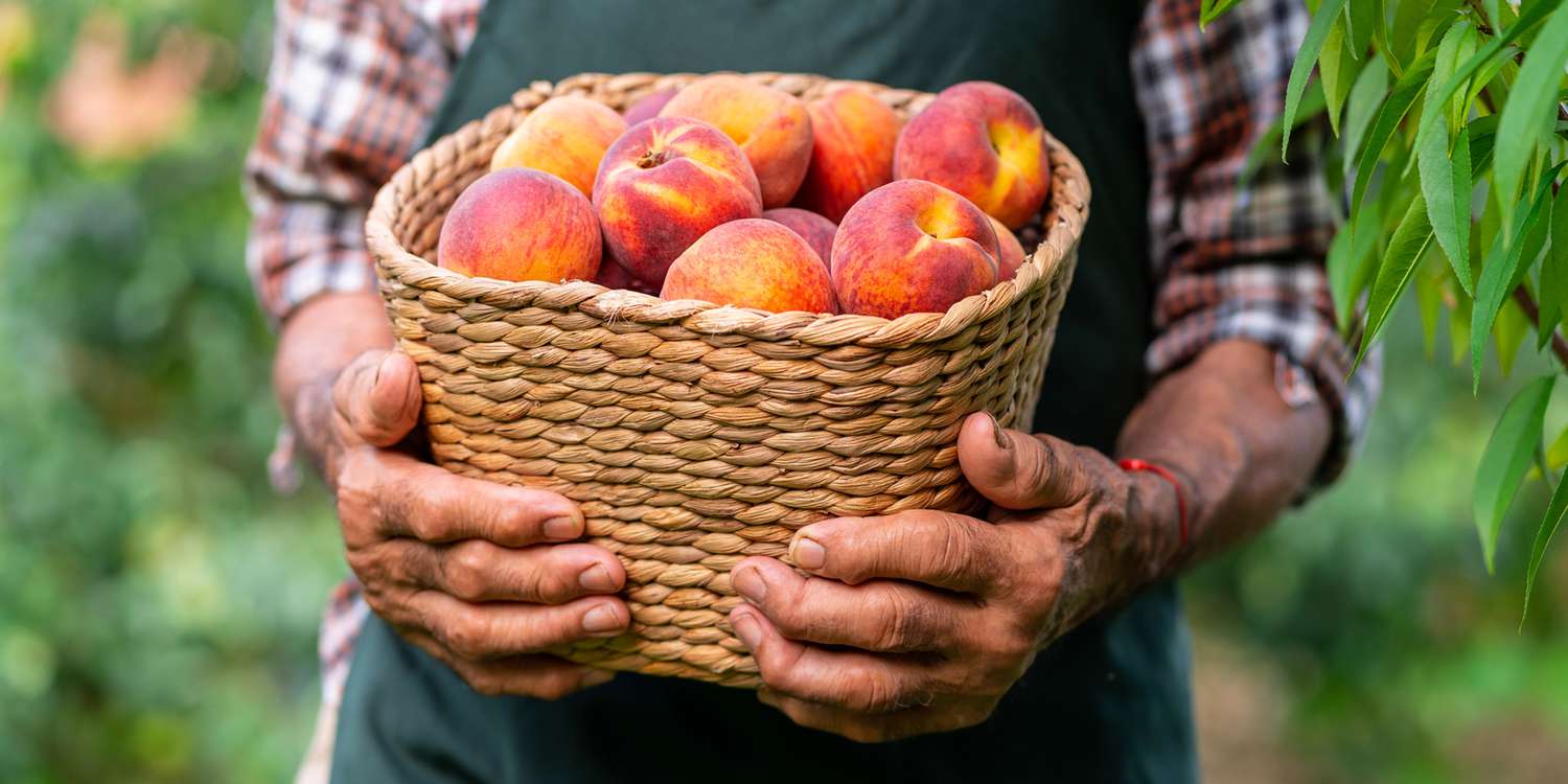 How To Store Peaches For Freshness