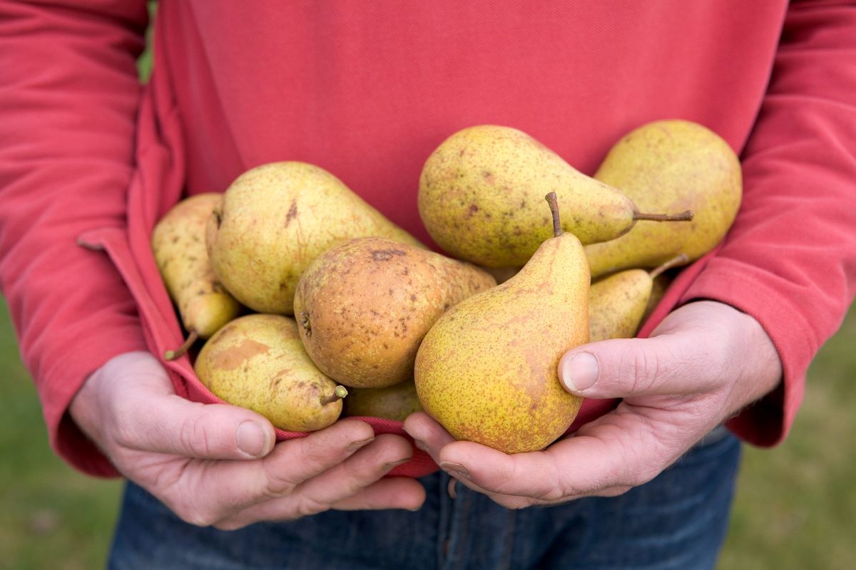 How To Store Pears At Home