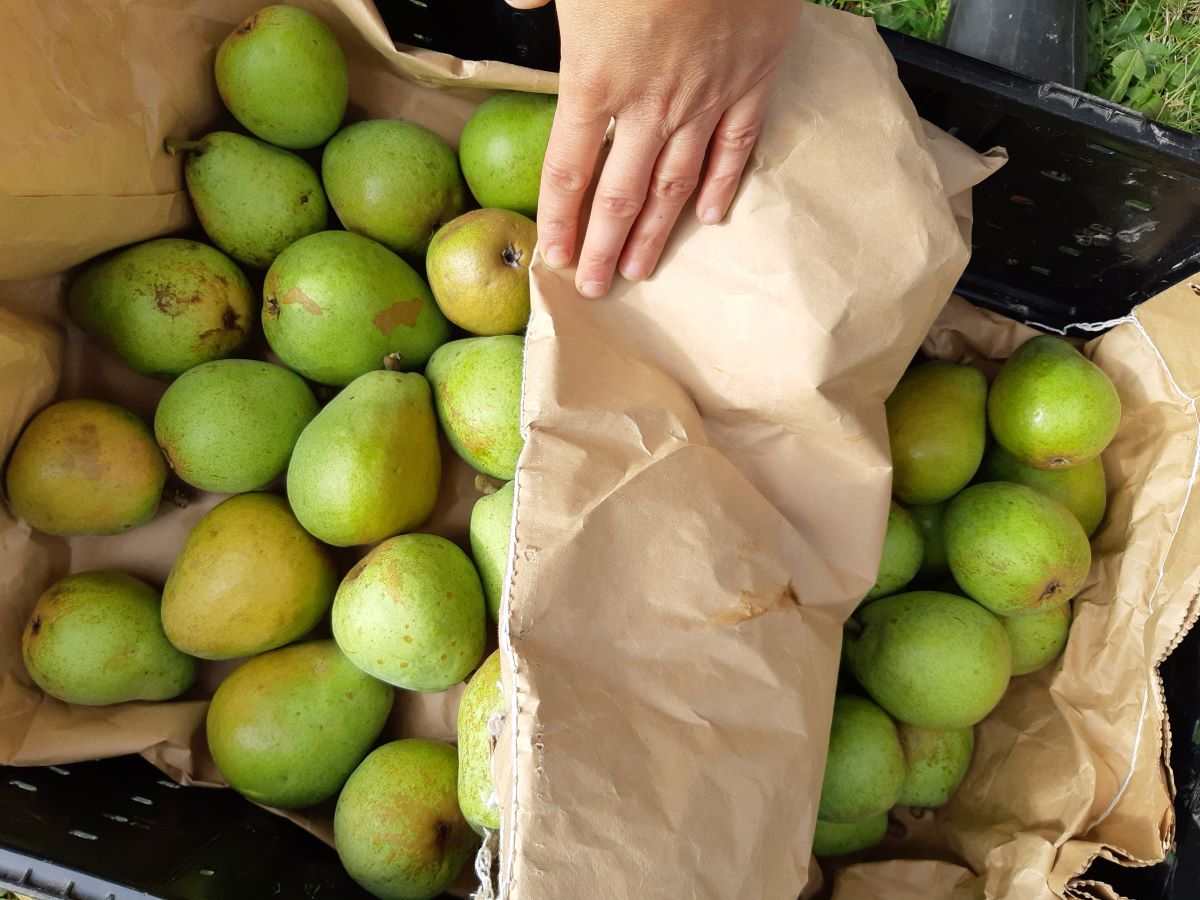 How To Store Pears Long Term