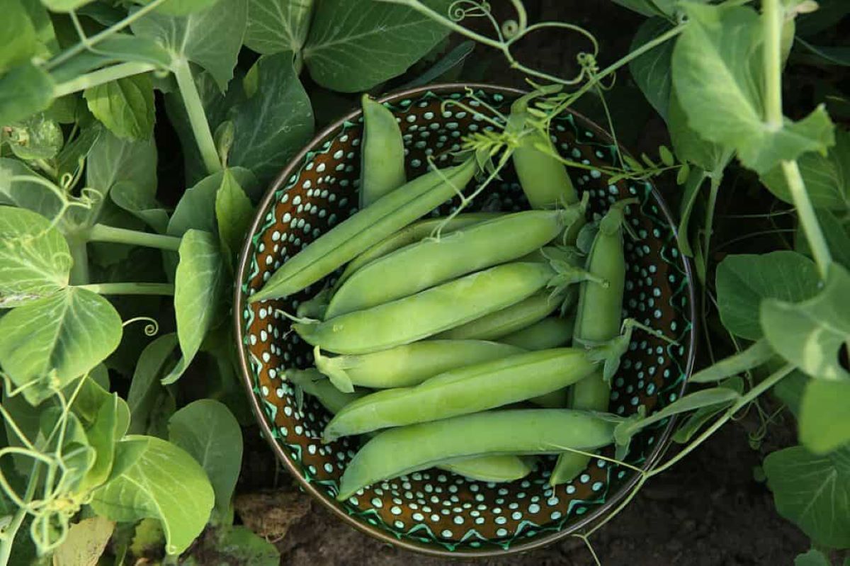 How To Store Peas From The Garden