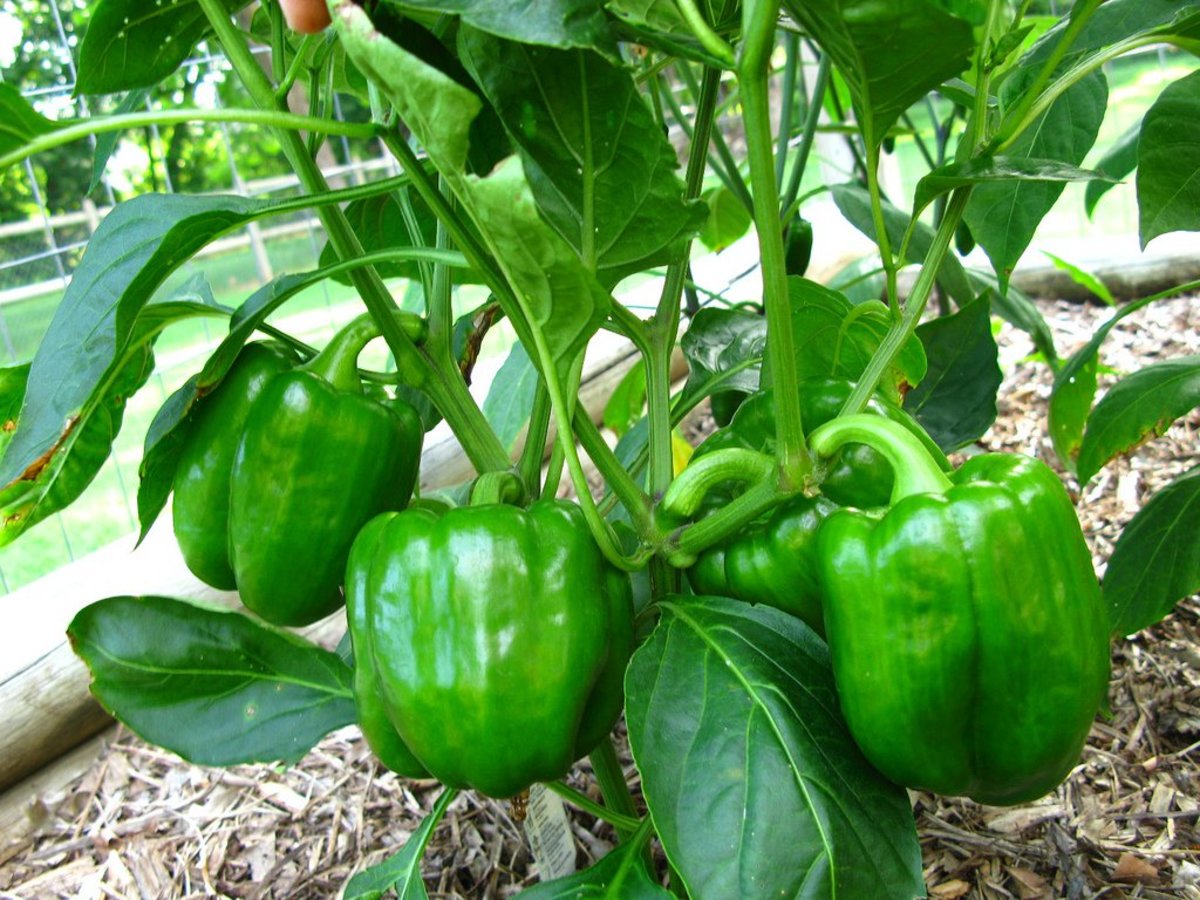How To Store Peppers From Garden