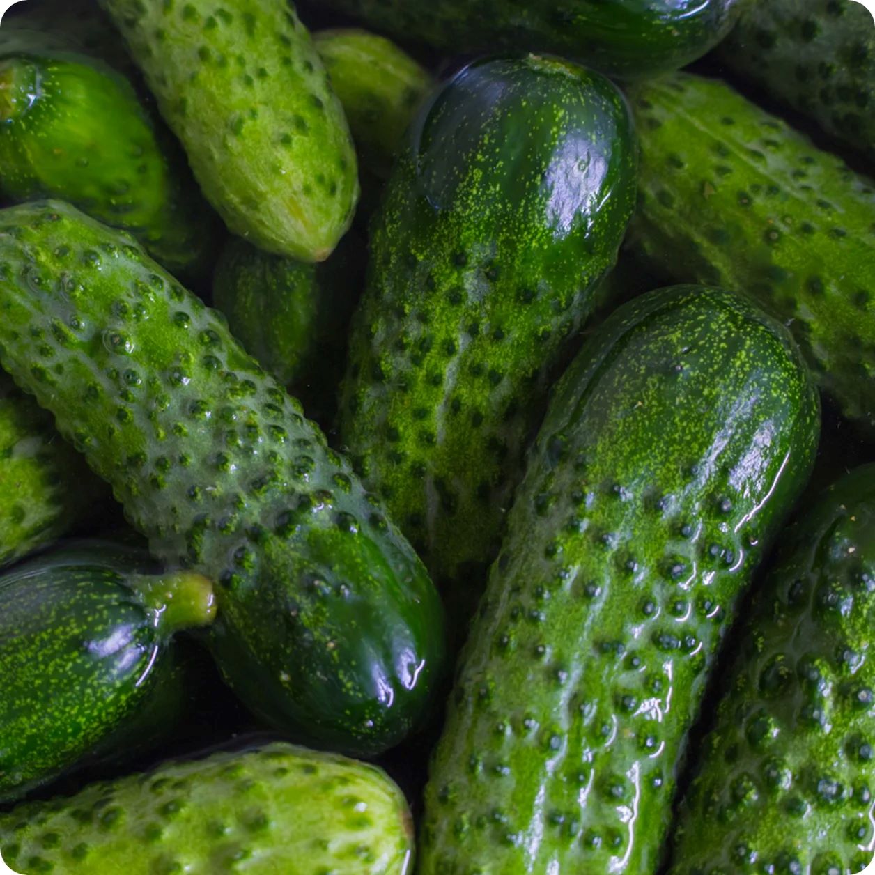 How To Store Pickling Cucumbers