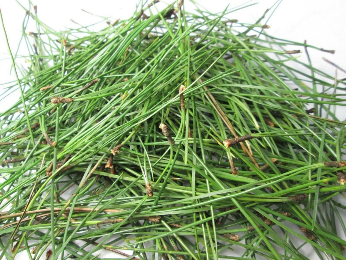 How To Store Pine Needles For Tea