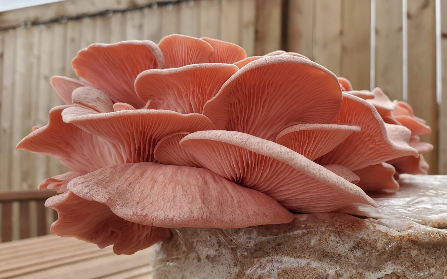How To Store Pink Oyster Mushrooms
