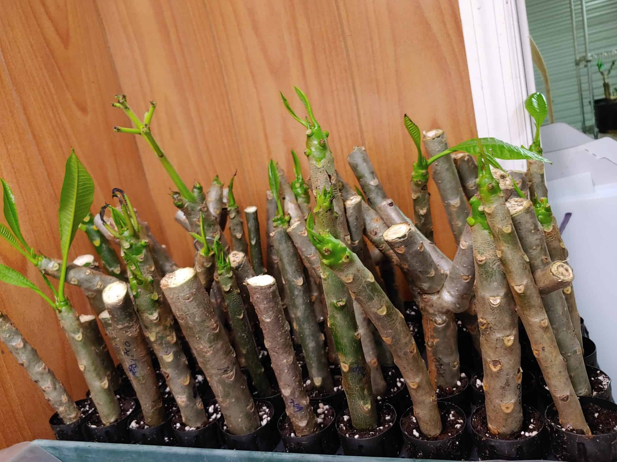 How To Store Plumeria Cuttings | Storables