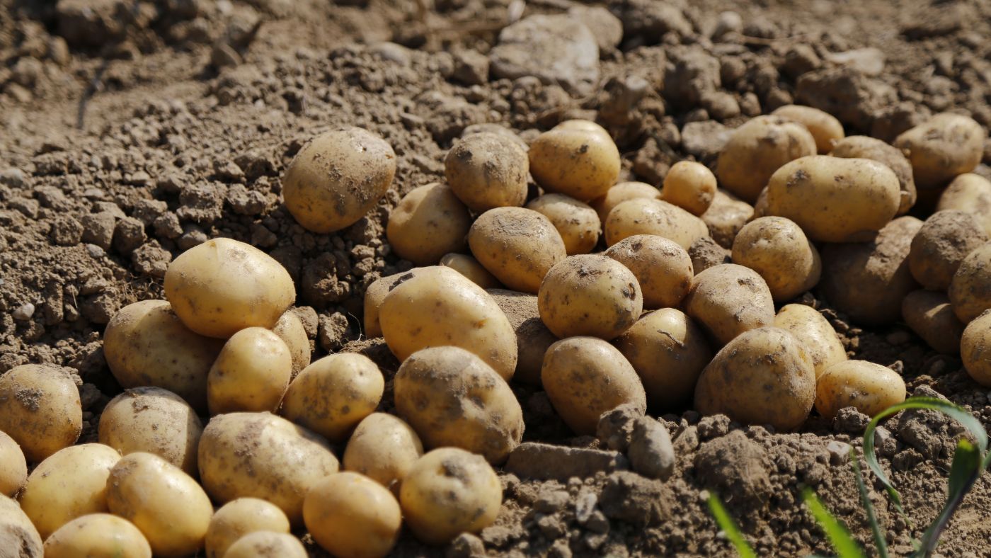 How To Store Potatoes In The Ground