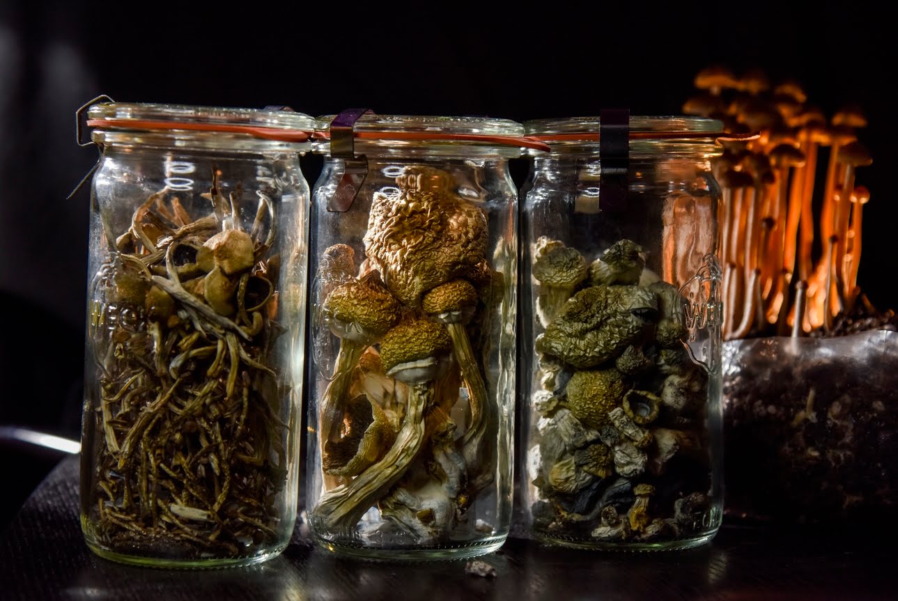 How To Store Psilocybin Mushrooms