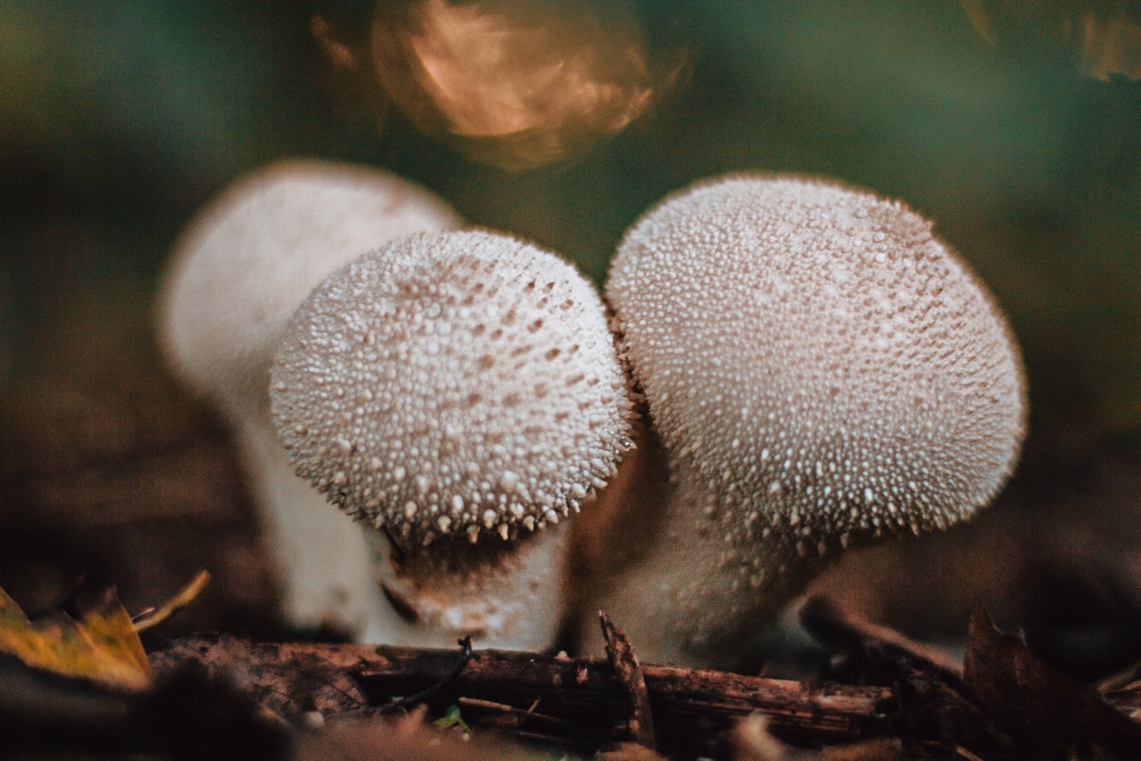 How To Store Puffball Mushrooms