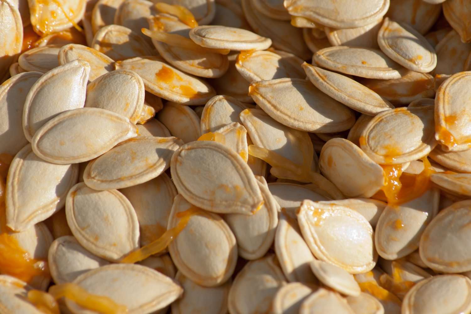 How To Store Pumpkin Seeds For Planting