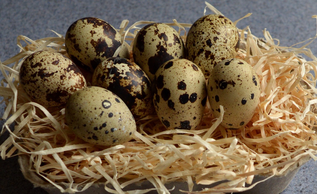 How To Store Quail Eggs For Hatching