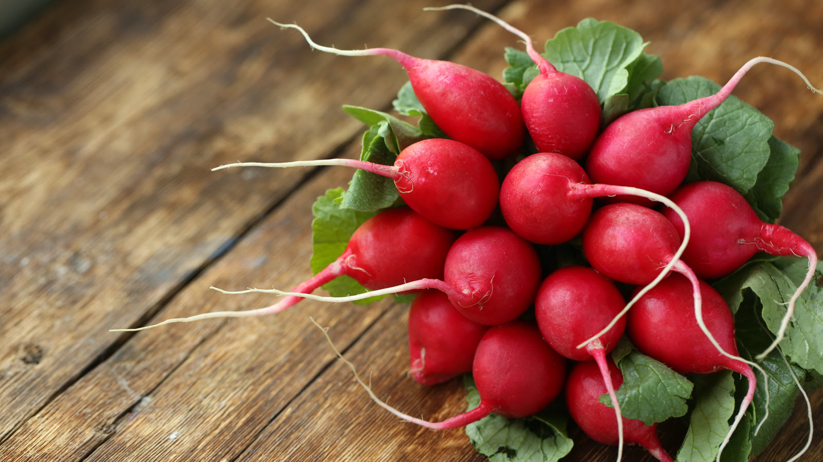 How To Store Radishes After Harvest