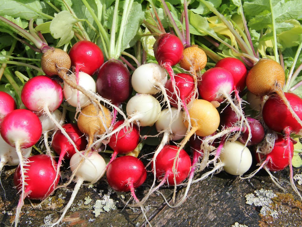 How To Store Radishes From The Garden