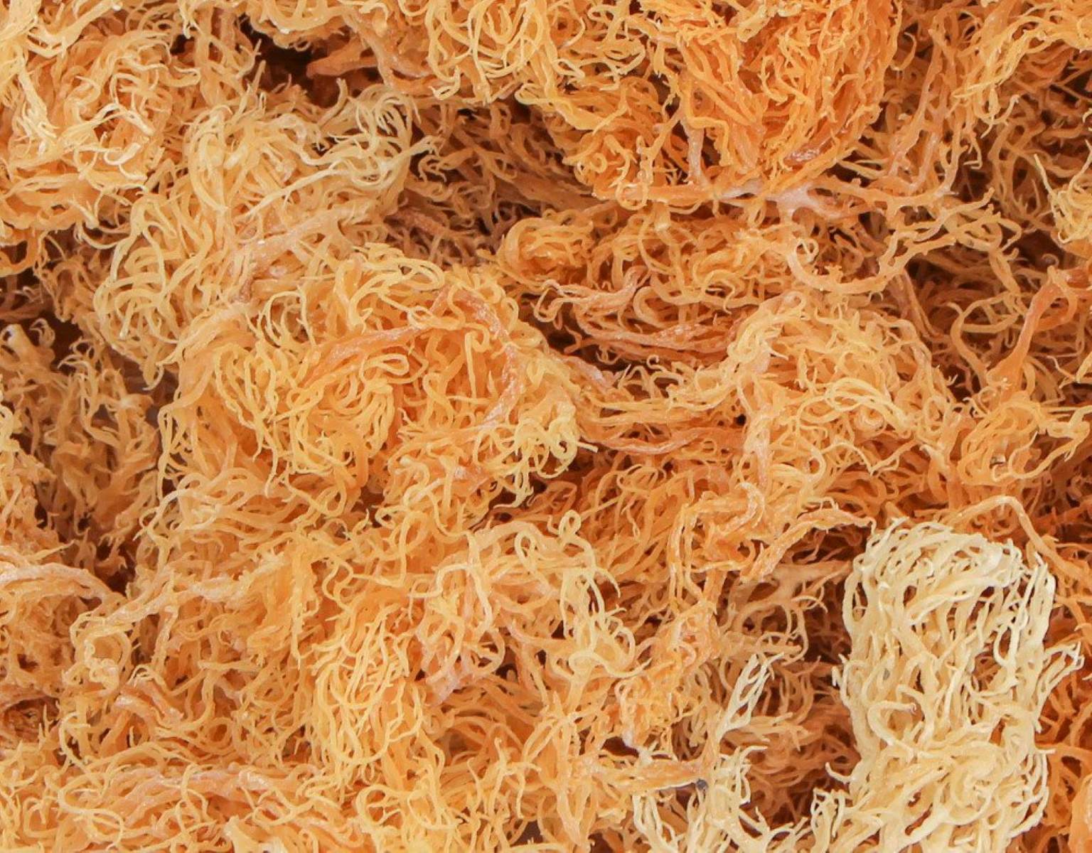 How To Store Raw Sea Moss