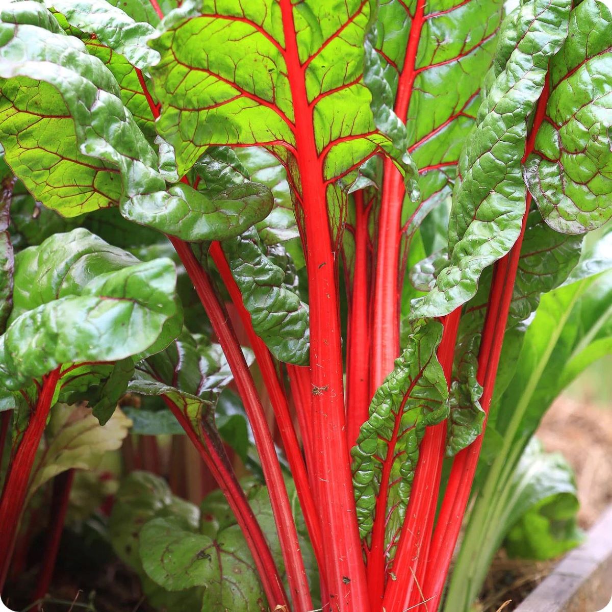 How To Store Red Chard