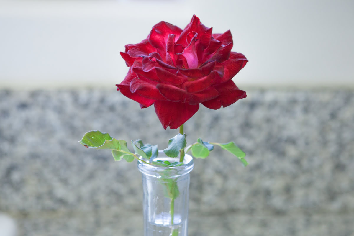 How To Store Roses In Refrigerator