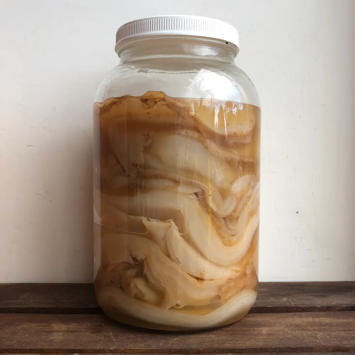 How To Store Scoby Hotel
