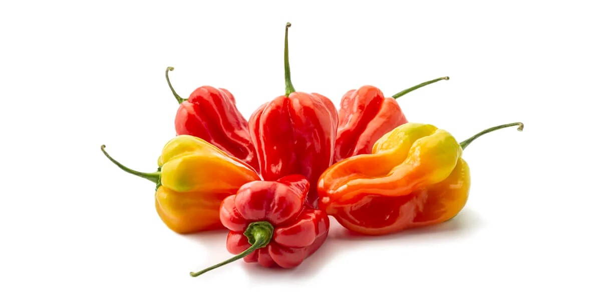 How To Store Scotch Bonnet Peppers