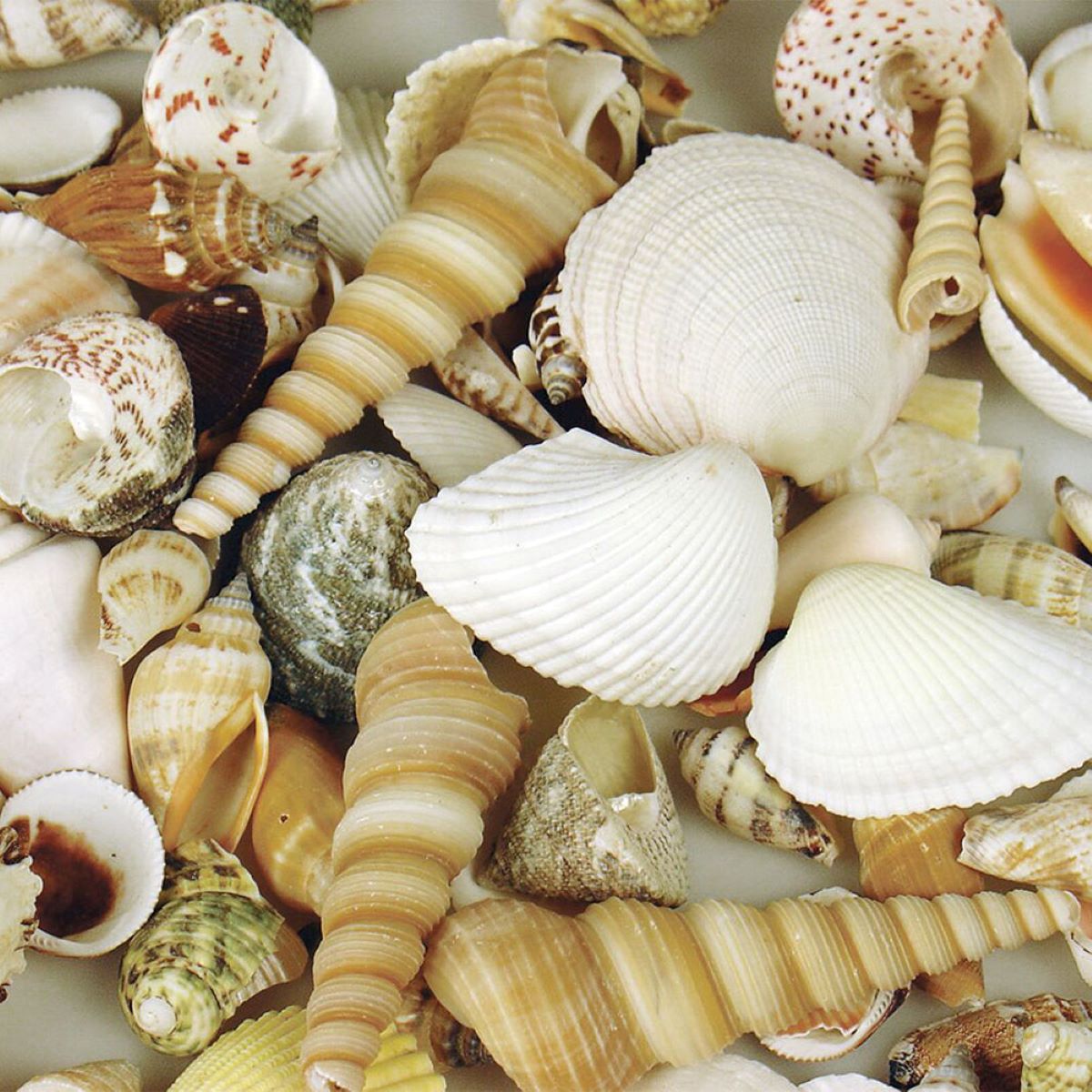 Water Life Seashell Coastal Bath Accessories