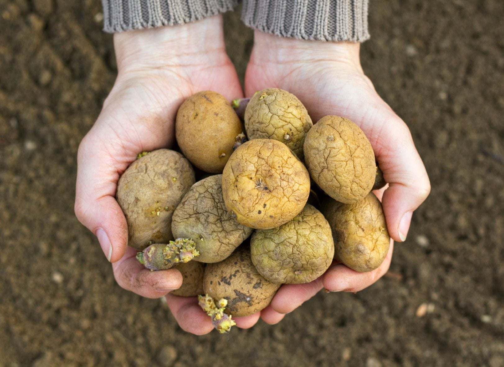 How To Store Seed Potatoes