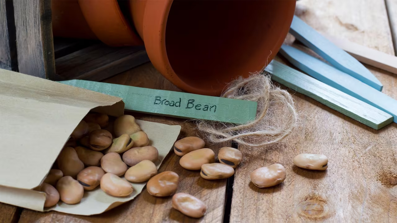 How To Store Seeds For Next Year