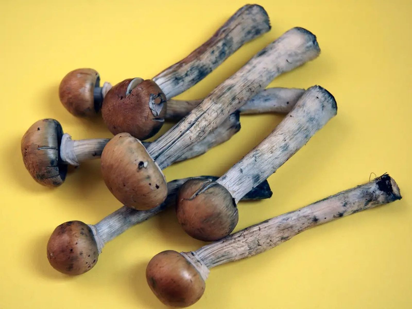 How To Store Shrooms