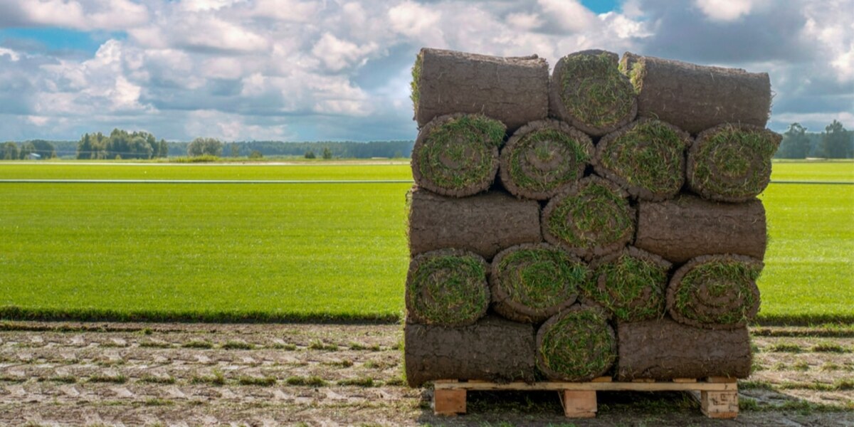How To Store Sod