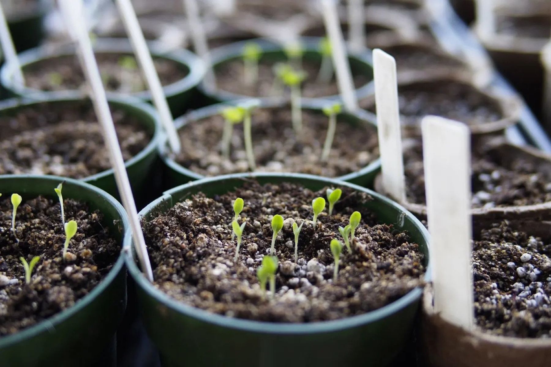 How To Store Soil Indoors