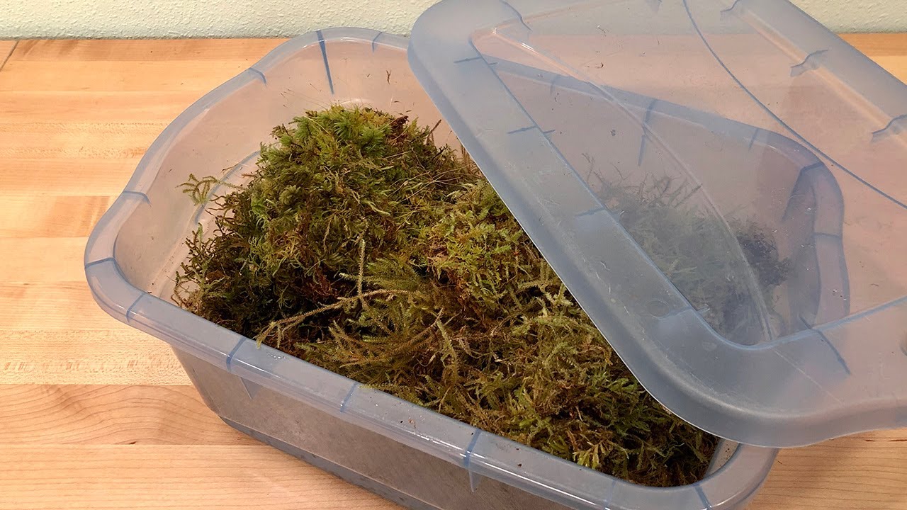 How To Store Sphagnum Moss