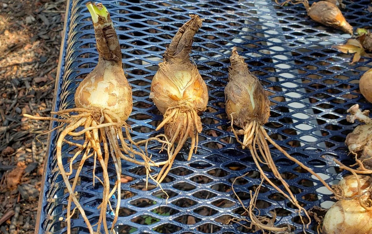 How To Store Spider Lily Bulbs