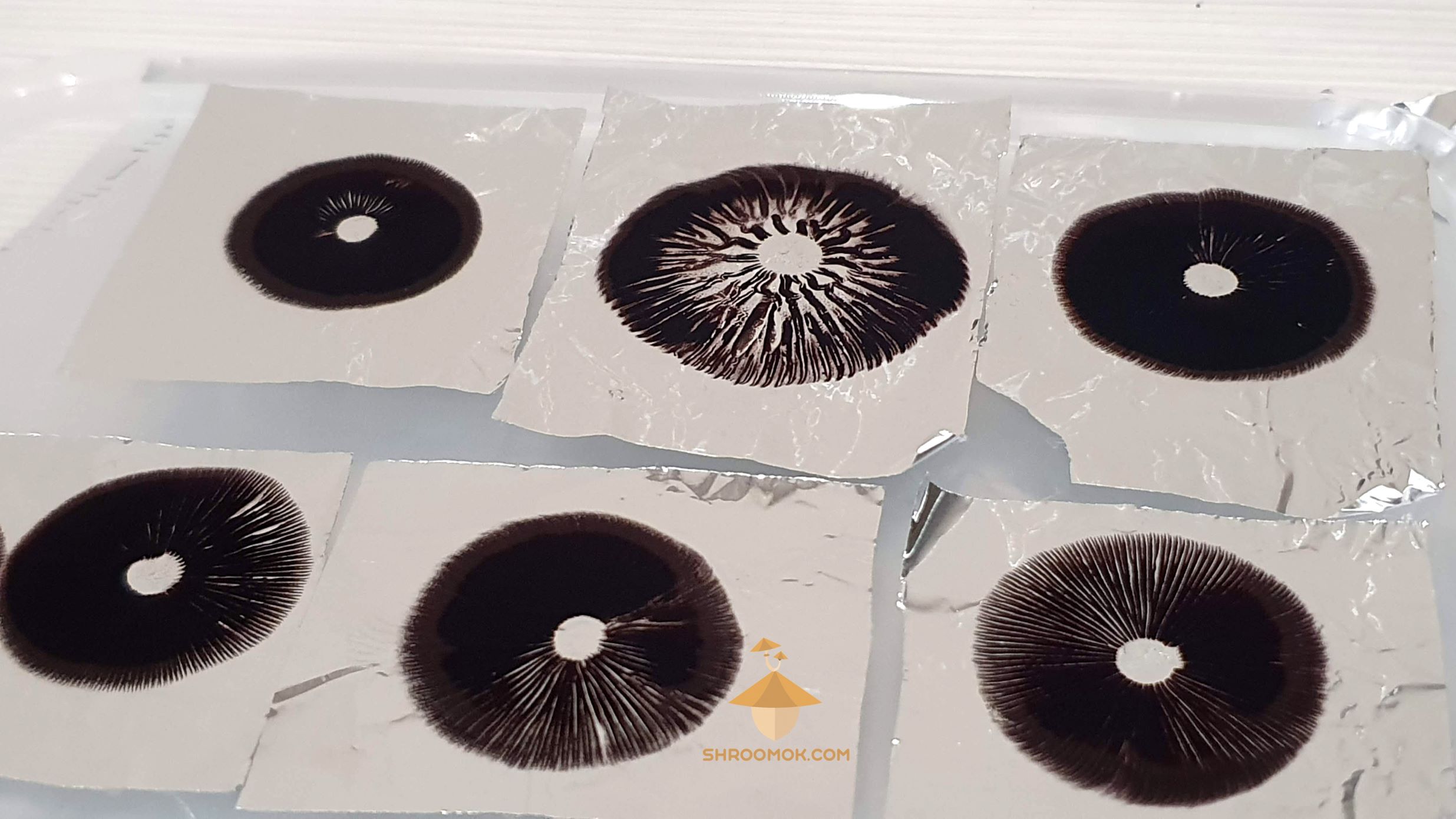 How To Store Spore Print