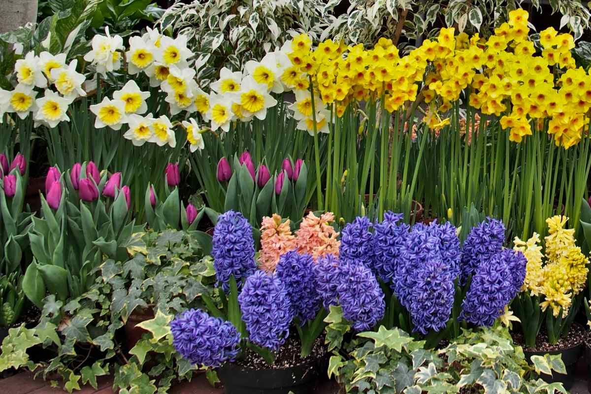 How To Store Spring Bulbs