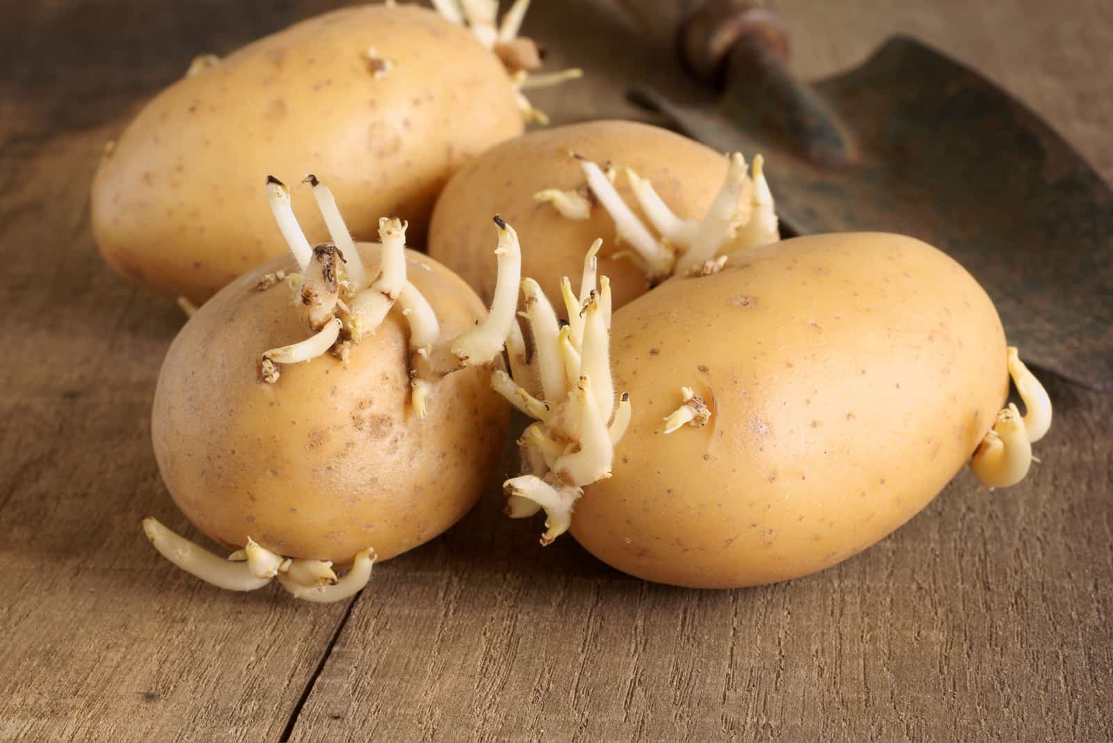 How To Store Sprouted Potatoes For Planting
