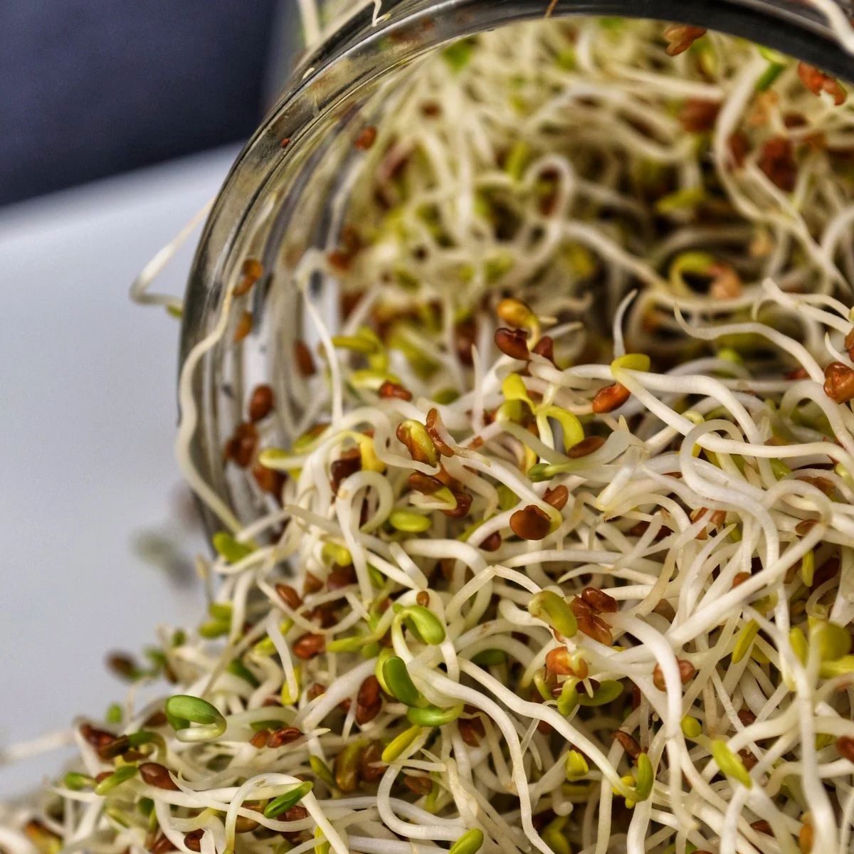 How To Store Sprouts After Sprouting