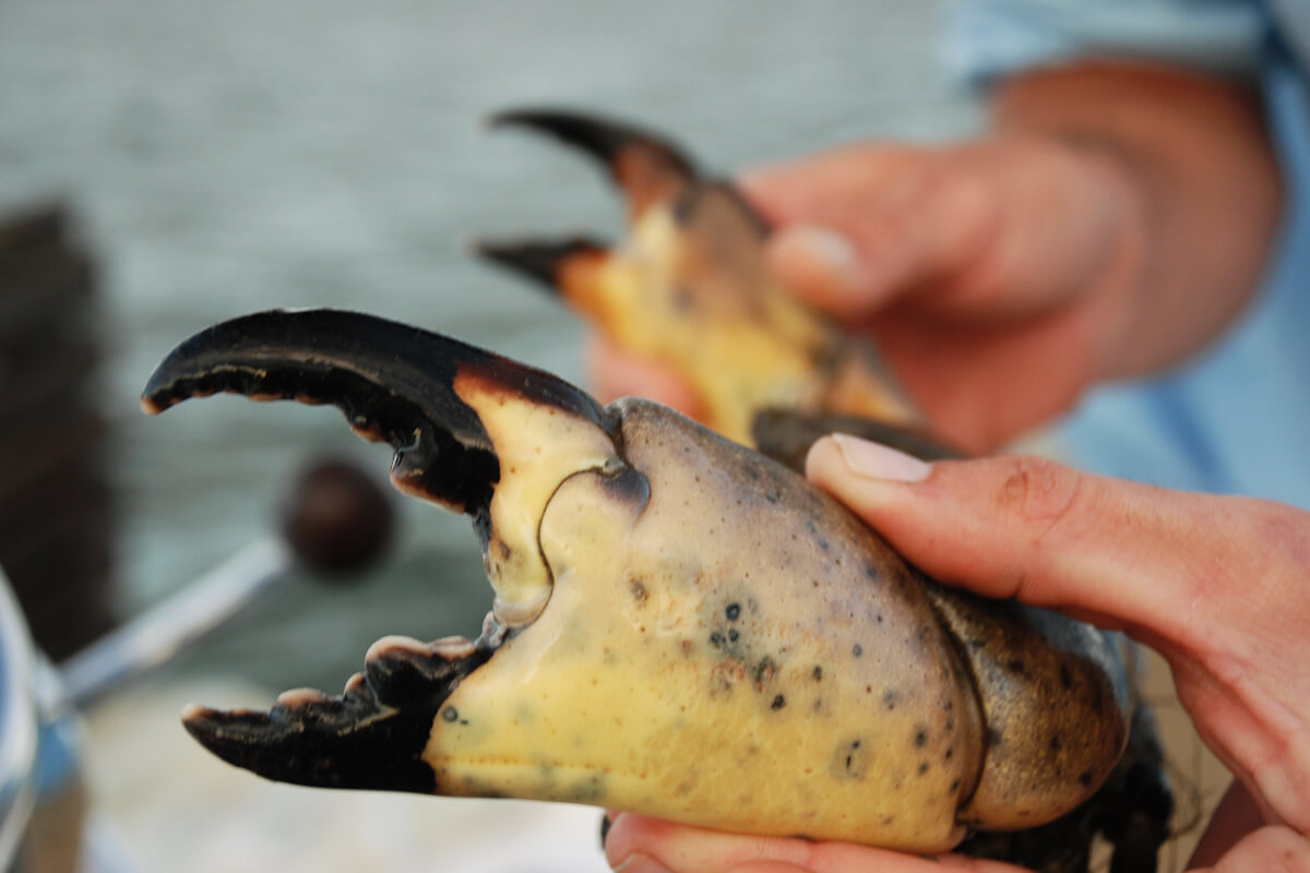 How To Store Stone Crab Claws