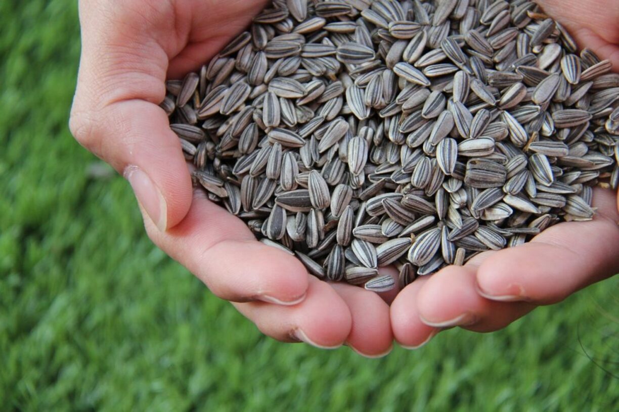 How To Store Sunflower Seeds