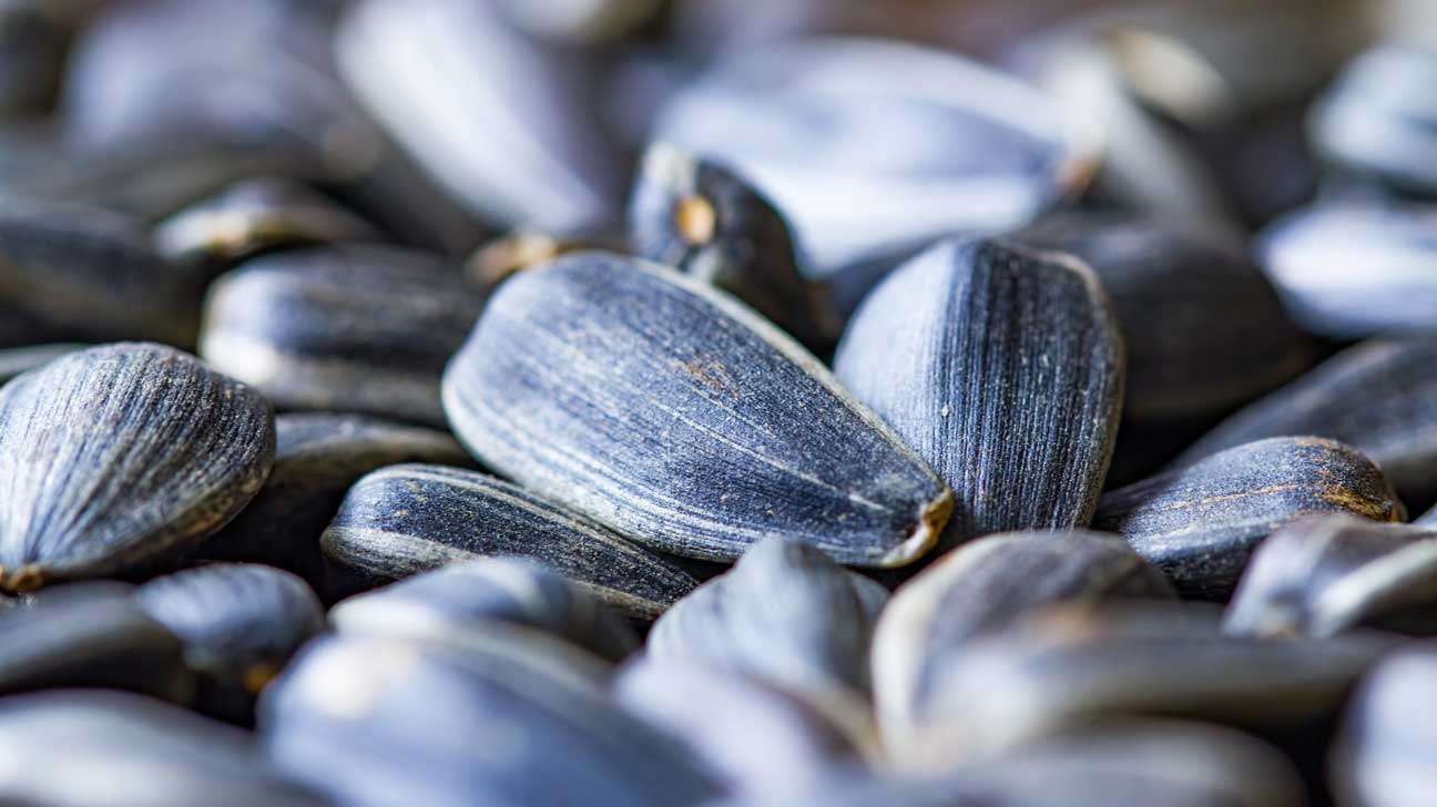 How To Store Sunflower Seeds For Eating