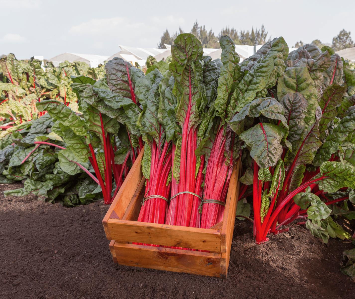 Store freshly picked swiss deals chard